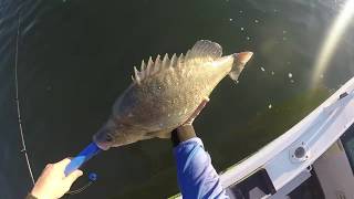 lake Hume fishing for big yellas  golden perch  yellabelly [upl. by Forkey]