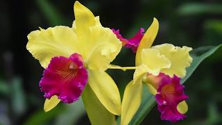 Growing and Repotting Cattleya Orchids [upl. by Nodgnal]