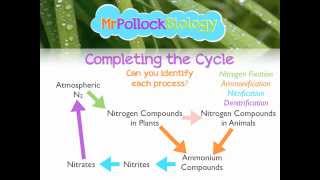 MrPollockBiology QampA 2 Nitrogen Cycle [upl. by Ashton]