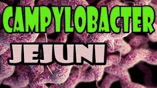 campylobacter jejuni [upl. by Breh]