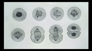 Mitosis drawing easy  9th biology practical 51 drawing mitosis [upl. by Weiman]