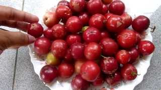 Colorful Fruit  Flacourtia Inermis  Lobi lobi Fruits  batoko plum  lovilovi [upl. by Yram98]