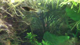 Keeping and Breeding Least Killifish Heterandria Formosa [upl. by Ahsikcin782]