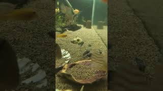 Demasoni cichlids in community tank [upl. by Doy990]