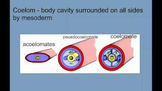 Invertebrate Diversity Part 1  Porifera to Annelids [upl. by Nahtnoj]