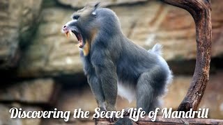 Unique and Beautiful Mandrill Monkey Animal The Natures Most Incredible Ape [upl. by Broderick]