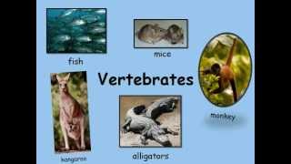 Vertebrates have backbones 0001 [upl. by Iblehs]