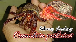 MENGENAL KELOMANG STRAWBERRY  Coenobita perlatus [upl. by Anayd]