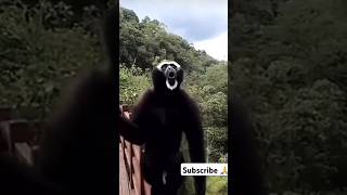 Black Crested Gibbon trending youtubeshorts shorts funny viral gibbon [upl. by Estrin449]