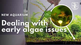 New Aquarium  How to deal with early algae issues [upl. by Santini]