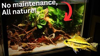 NO maintenance All Nature Ecosystem tank build for Apistogramma [upl. by Gniy255]