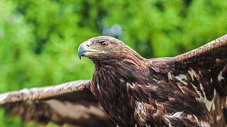 El Águila Real [upl. by Iyre]