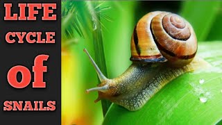 Snails story facts for Kids Snails Life what to eat and smell [upl. by Hollie258]