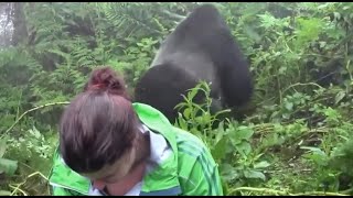 🦍 GORILA DAS COSTAS PRATEADA CARA A CARA COM SERES HUMANOS O REI DAS FLORESTAS AFRICANA gorila [upl. by Nelli746]