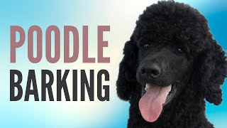 Poodle Barking Sounds  Dog Barking Sound Effects [upl. by Nnyliram]