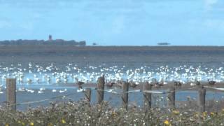 Beleef de Wadden Landschappen van Nederland van oost naar west Unesco Werelderfgoed [upl. by Lerrehs353]