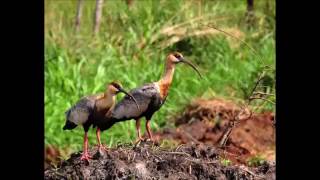 A LAS AVES DE MI LLANO  Tirso Delgado [upl. by Nay]