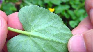 bushcraft wild edibles my favourite wild salad [upl. by Moraj14]