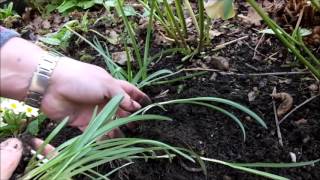 Propagating snowdrops Galanthus by bulb division [upl. by Sibilla]