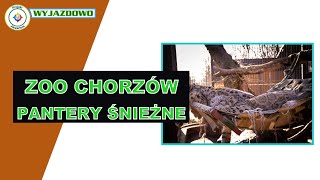 ZOO Chorzów  Pantery Śnieżne [upl. by Atinhoj793]