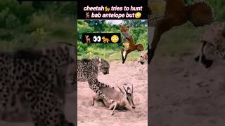 cheetah🐆vs antelope🦌  cheetah attacks Impala  cheetah vs deer  Wildshikaari007  shorts [upl. by Atirehc892]