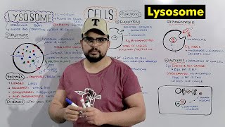 Lysosome  Suicide bag of Cell Structure and Function of Lysosome Detailed Series [upl. by Tristas]