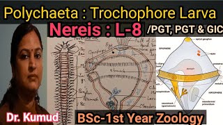 Nereis Trochophore Larva Larva Of Polychaeta L8BSc1st YearZoology TGT PGT amp GIC STD [upl. by Colly85]