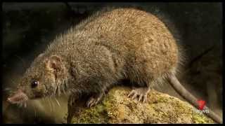 QUTs Blacktailed Antechinus discovery  Channel 7 News Brisbane [upl. by Ahsenor]