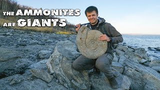 Hunt for GIANT AMMONITES  DINOSAUR BONES Found  Search for Fossils [upl. by Smukler396]