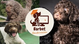 Barbet [upl. by Ibib]