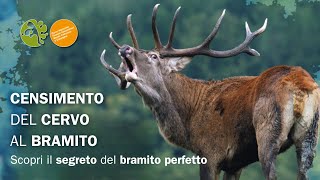 Il Censimento che non ti aspetti Al Parco scoprirai il segreto del Bramito perfetto [upl. by Buxton]