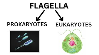 PROKARYOTIC FLAGELLA AND EUKARYOTIC FLAGELLA [upl. by Aninaig992]