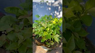 How to Propagate Bougainvillea From Cutting shorts shortsvideo gardeningtips [upl. by Garry991]