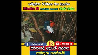 සමනළ අඩවියෙන් මතුවූ ගිනි කන්දේ අභිරහස  Kunudiya Parwathaya [upl. by Auqinaj]