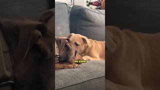 Estos perros tuvieron reacciones como las de los humanos 😂 [upl. by Hcahsem844]