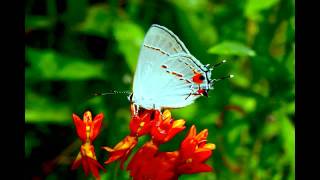 Terrafractyl  Milkweed [upl. by Maurie]