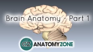 Basic Parts of the Brain  Part 1  3D Anatomy Tutorial [upl. by Muhcon]