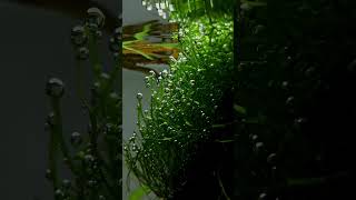 Riccia fluitans aquascape fishtank india plants [upl. by Nileak]