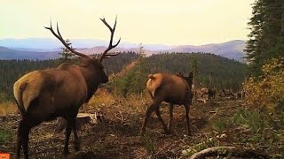 Elk in Rut Mating closeup at 1m25s Bugling and Breeding  Public Land [upl. by Gaynor22]