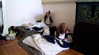 Floppy the Basset Hound Sings Along to Piano [upl. by Ainniz31]