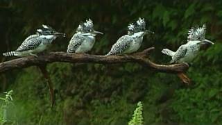 ヤマセミのハンティング映像集 The follow shot Crested Kingfisher [upl. by Yardley179]