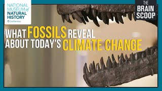 What Fossils Reveal about Todays Climate Change [upl. by Roselia]