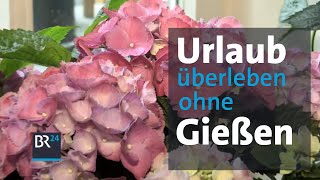 Blumen über den Urlaub bewässern Vier Methoden im Test  Life Hack  Abendschau  BR24 [upl. by Otreblasiul]