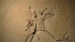 Archaeopteryx Fossil Thermopolis Specimen [upl. by Primaveria]