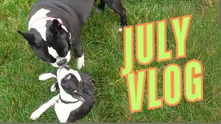 Ep 5 Hot Dog Summer  Boston terrier Puppy Vlog [upl. by Idnahs725]