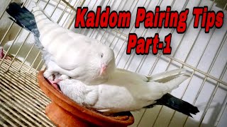 kaldom Pigeon Pairing  কালদম কিভাবে পেয়ার করলে ভালো কোয়ালিটি বাচ্চা পাবেন Part1 KaldomWorld [upl. by Eetsud]