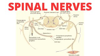 Spinal Nerves  Complete Anatomy of Spinal Nerves [upl. by Mccowyn502]