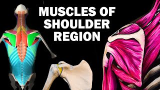 UPPER LIMB MUSCLES 26  SHOULDER REGION [upl. by Genet]