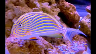 ニジハギ Lined surgeonfish Acanthurus lineatus [upl. by Dhaf169]