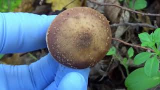 Armillaria tabescens gheba fară inel opintici ringless honey fungs muschroom root rot [upl. by Sadoff]